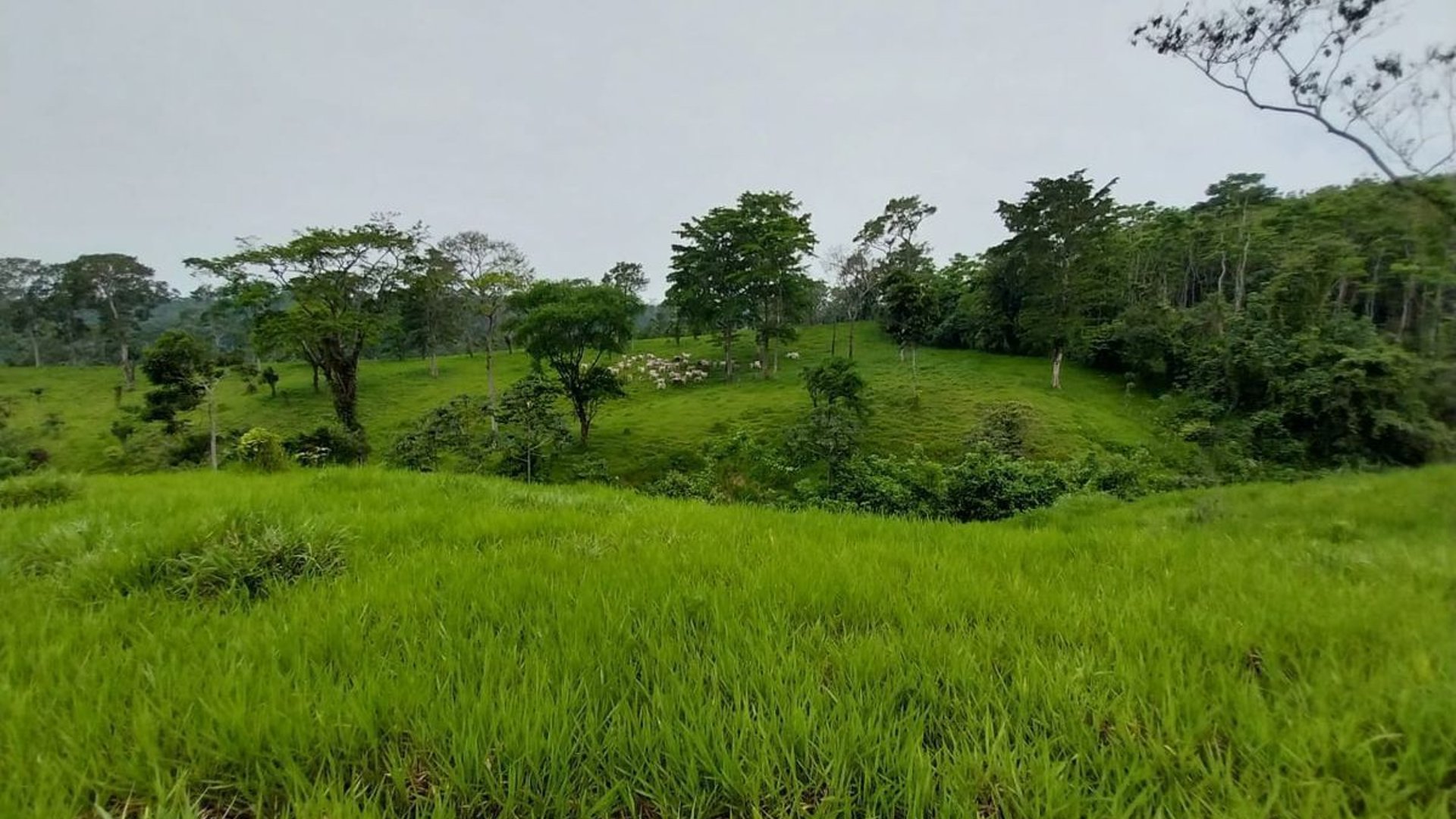 Finca en VENTA de 2 caballerías en Chicacao, Suchitepéquez - Miniatura 3