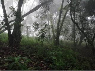 TERRENO EN VENTA EN EL KM 26.5 CARRETERA A SANTA ELENA BARILLAS - 5