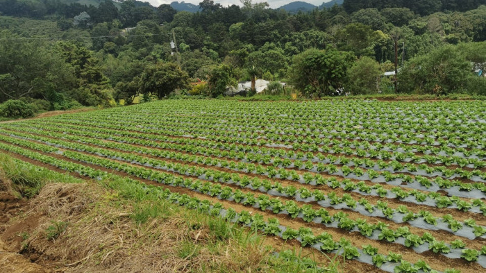 Venta de Terreno Rustico en Sacatepéquez
