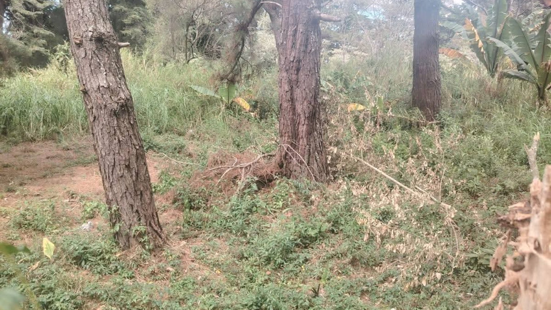 Terreno venta en carretera a Fraiianes - Miniatura 2