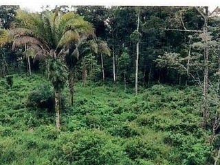 FINCA EN VENTA | IDEAL PARA DESARROLLO COMERCIAL | PUERTO BARRIOS, IZABAL - 5