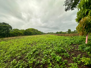 Terreno en Venta en El Jocotillo, Villa Canales - 2