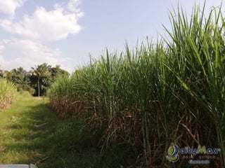 Finca en venta de 115,711.70 vrs. en Masagua, Escuintla - 5