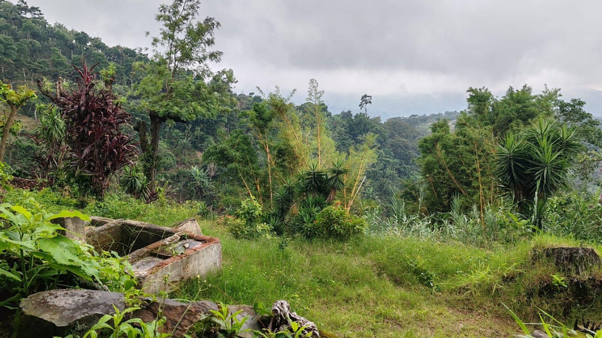 Finca cafetalera en venta 490 cuerdas Ref-4859 - Miniatura 2
