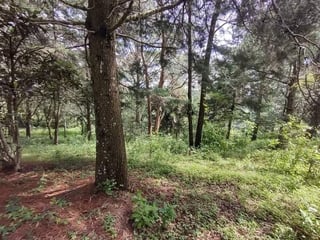 TERRENO EN VENTA EN EL KM 18.5 CARRETERA EL SALVADOR CAMINO A FRAIJANES - 4