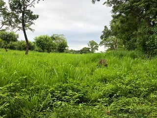 Terreno en Venta en Carretera al Puerto San José - 2