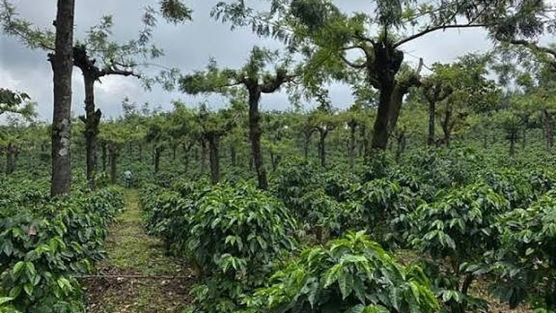Finca de Café en Venta | Acatenango, Chimaltenango