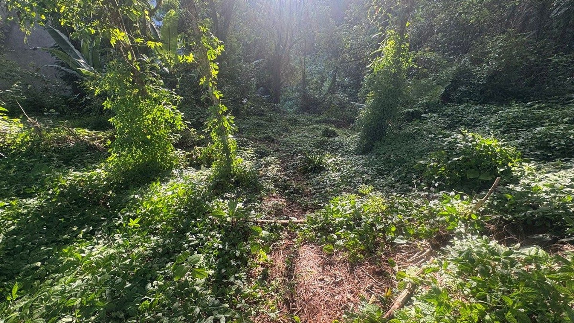 TERRENO EN VENTA EN SANTA ROSALIA - Miniatura 2