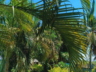 Chalet & glamping en venta carr. a Monterrico | 1,890 m²  Potencial Turístico, hotelero y comercial 🌴✨🏖️ - 4