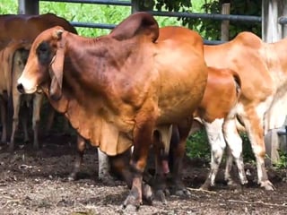 Finca en Venta – A Orilla de Carretera a chiquimulilla - 3
