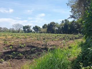 APROVECHE 6.42 MANZANAS A ORILLA AUTOPISTA A PUERTO QUETZAL!!! - 3