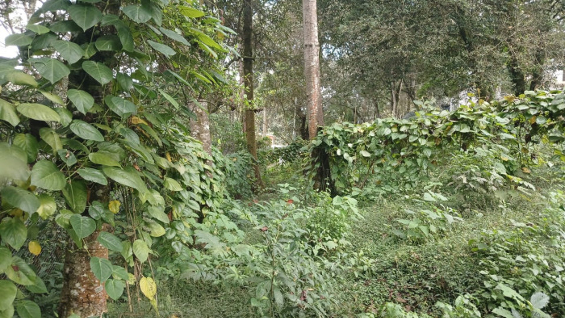 TERRENO EN VENTA EN SAN LUCAS SACATEPEQUEZ - Miniatura 17