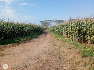 FINCA DE CACAO  EN VENTA – Retalhuleu - 3