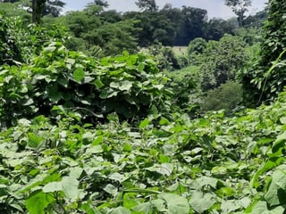 Terreno en Venta a Orilla de Calle en Coatepeque - 2