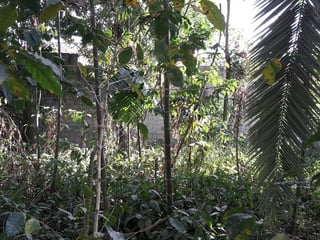 TERRENOS DENTRO DEL CASCO DE ANTIGUA - 4