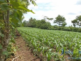 Vendo Terreno con siembra en Cuyotenango, Suchitepequez - 2