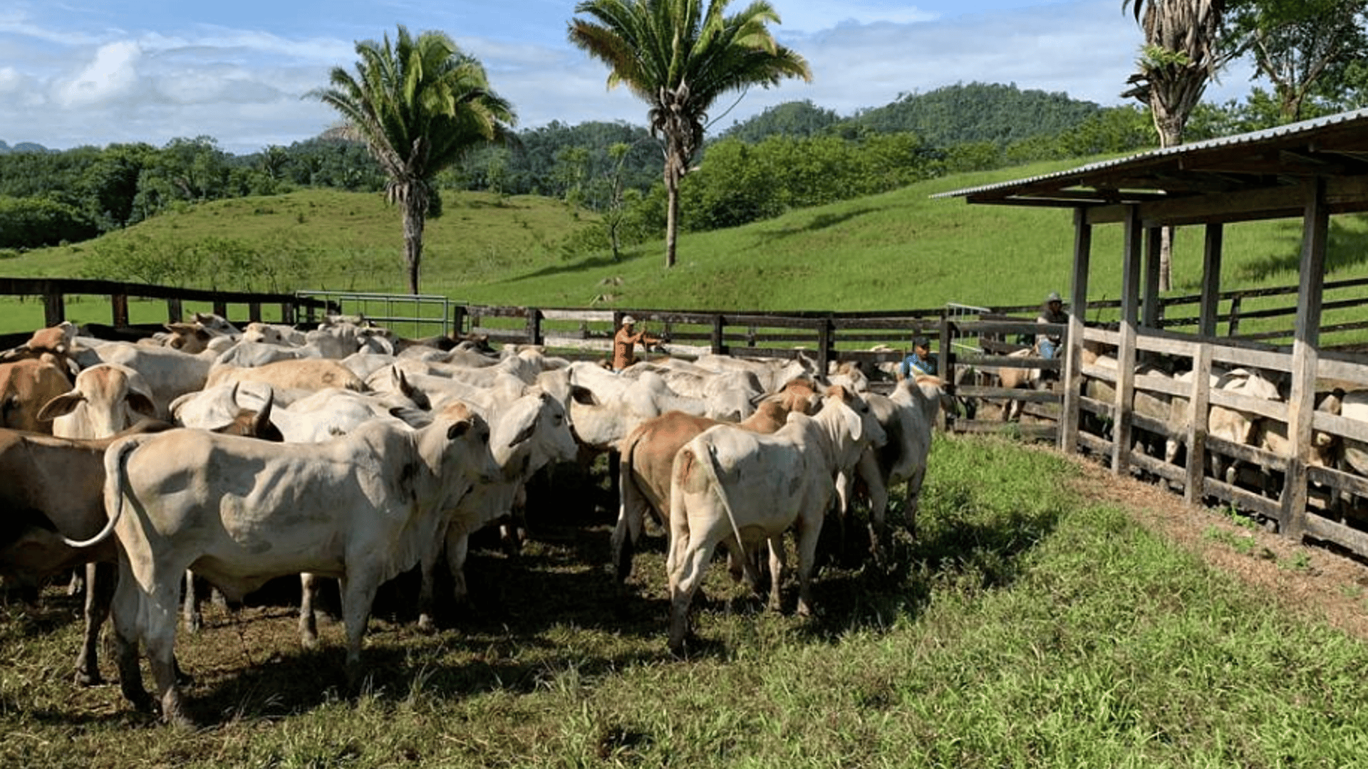 Finca en VENTA en  Municipio Nuevo Chahal, Alta Verapaz - Miniatura 6