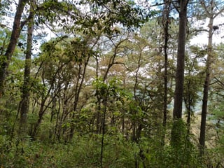 VENTA DE AMPLIO TERRENO 4,460VR2 - EL ENCINAL, MIXCO  - 5