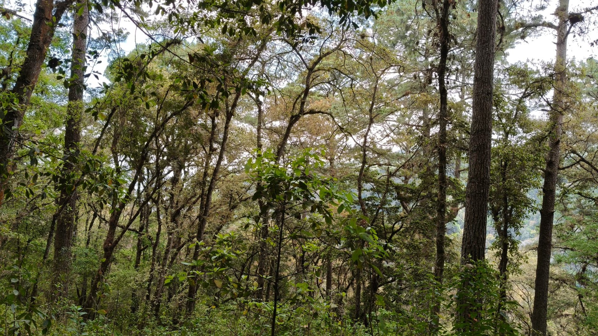 VENTA DE AMPLIO TERRENO 4,460VR2 - EL ENCINAL, MIXCO  - Miniatura 5