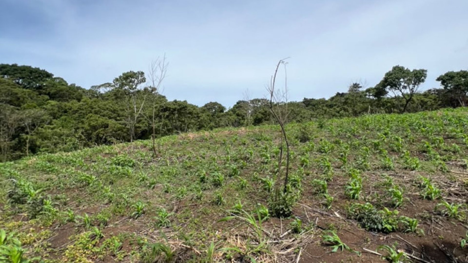 Terreno 12 Manzanas en Venta Carretera a El Salvador - Miniatura 14