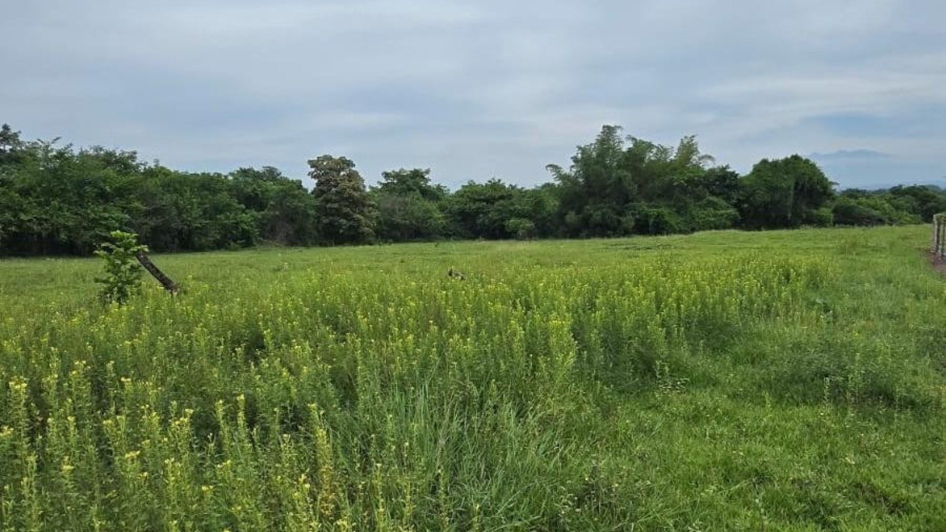 Terreno en venta Caballo Blanco Retalhuleu | 15 manzanas planas ideales para desarrollo
