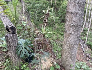 TERRENO EN VENTA EN ANTIGUA GUATEMALA - 3