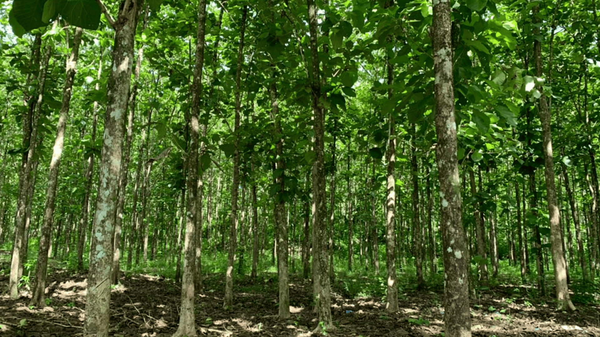 Finca en VENTA en  Municipio Nuevo Chahal, Alta Verapaz - Miniatura 4