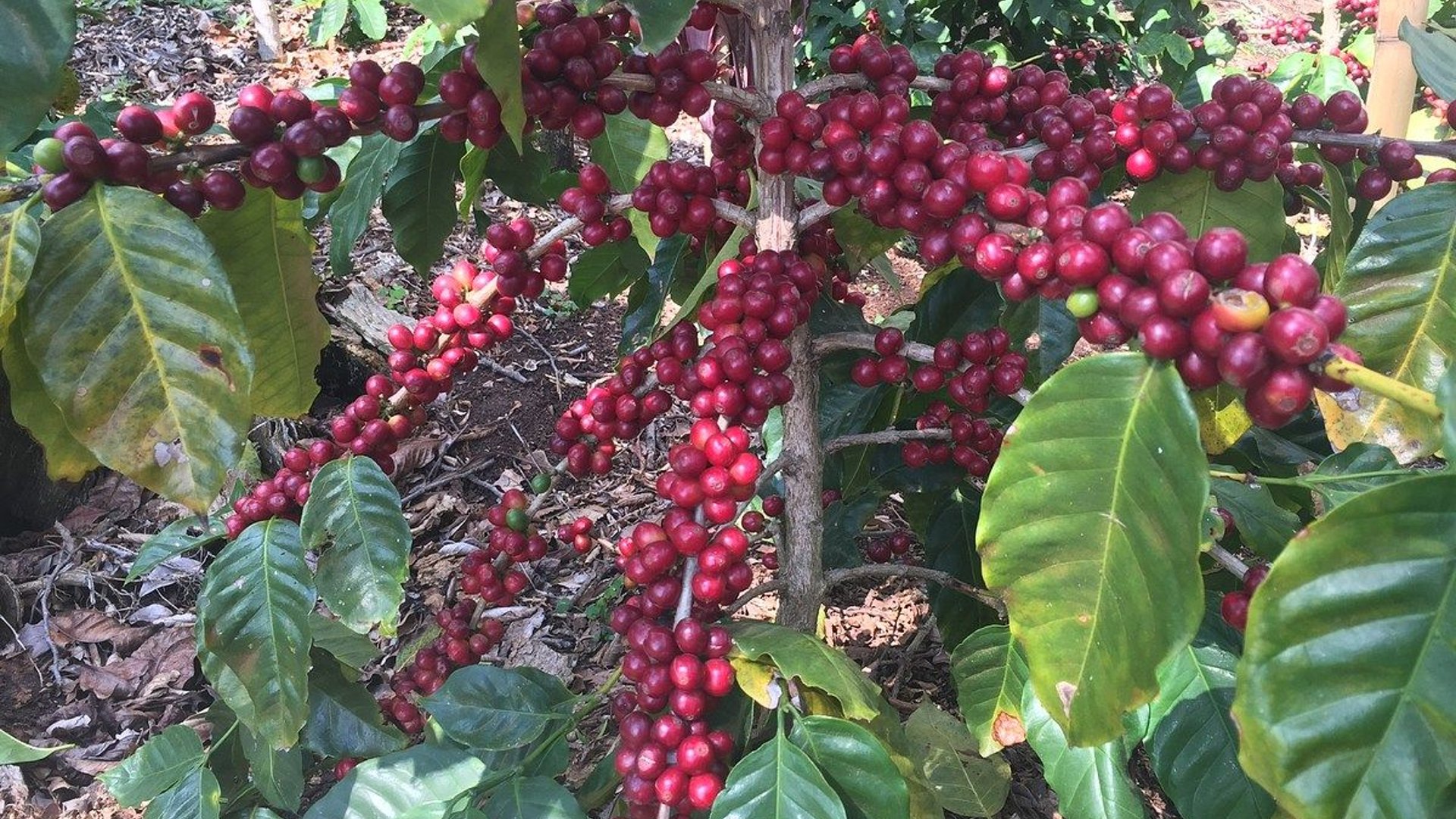 Finca en VENTA en  Barberena, Santa Rosa - Miniatura 3