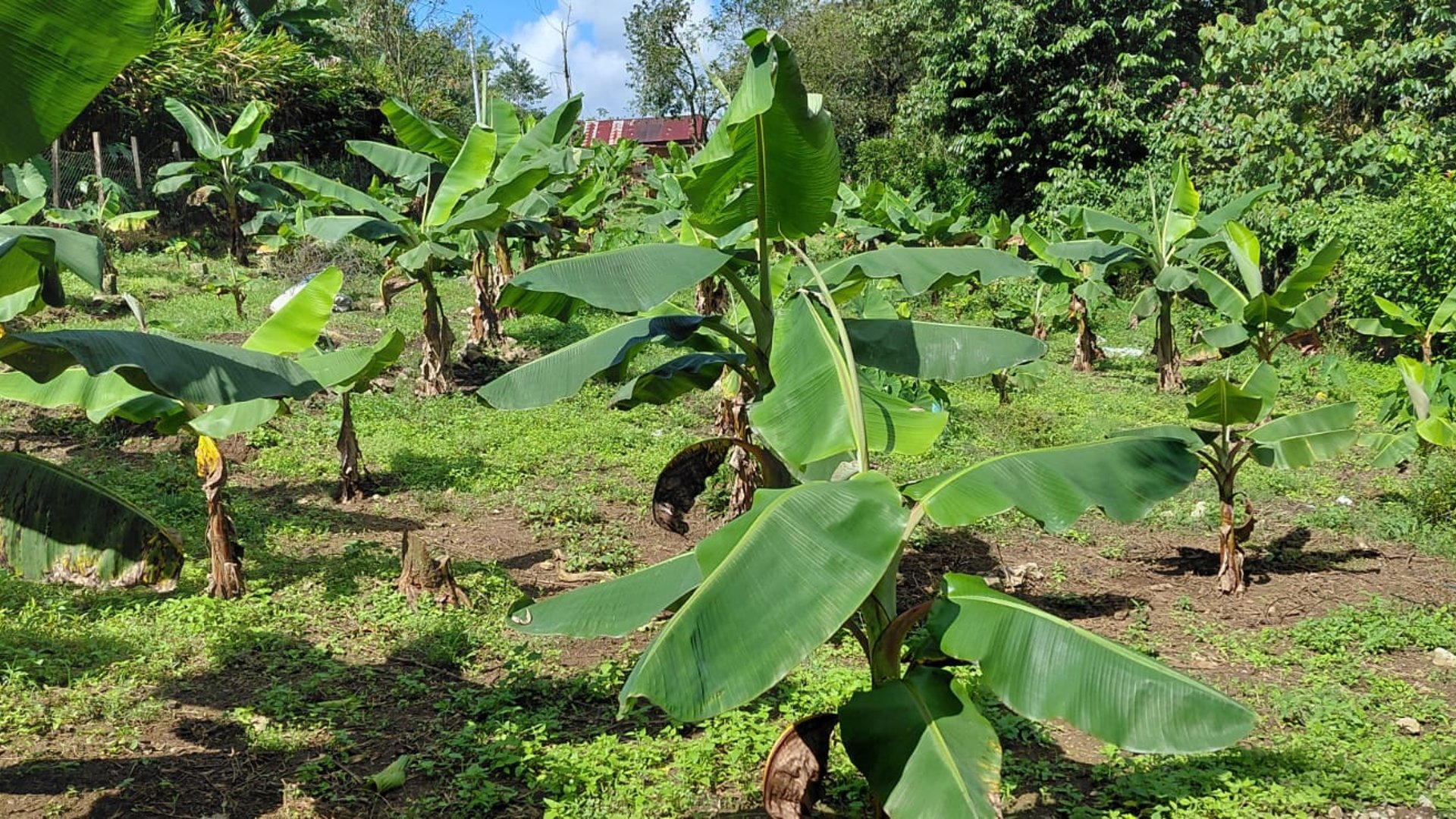 Granja en Venta en Cobán, Alta Verapaz  - Miniatura 7
