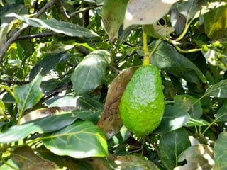 Cabaña en Venta, Tecpan, Santa Apolonia, a 1 km de la Ponderosa - Image 10