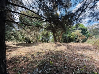 VENTA DE AMPLIOS TERRENOS - CASA & CAMPO, KM 23.5 CES - 5