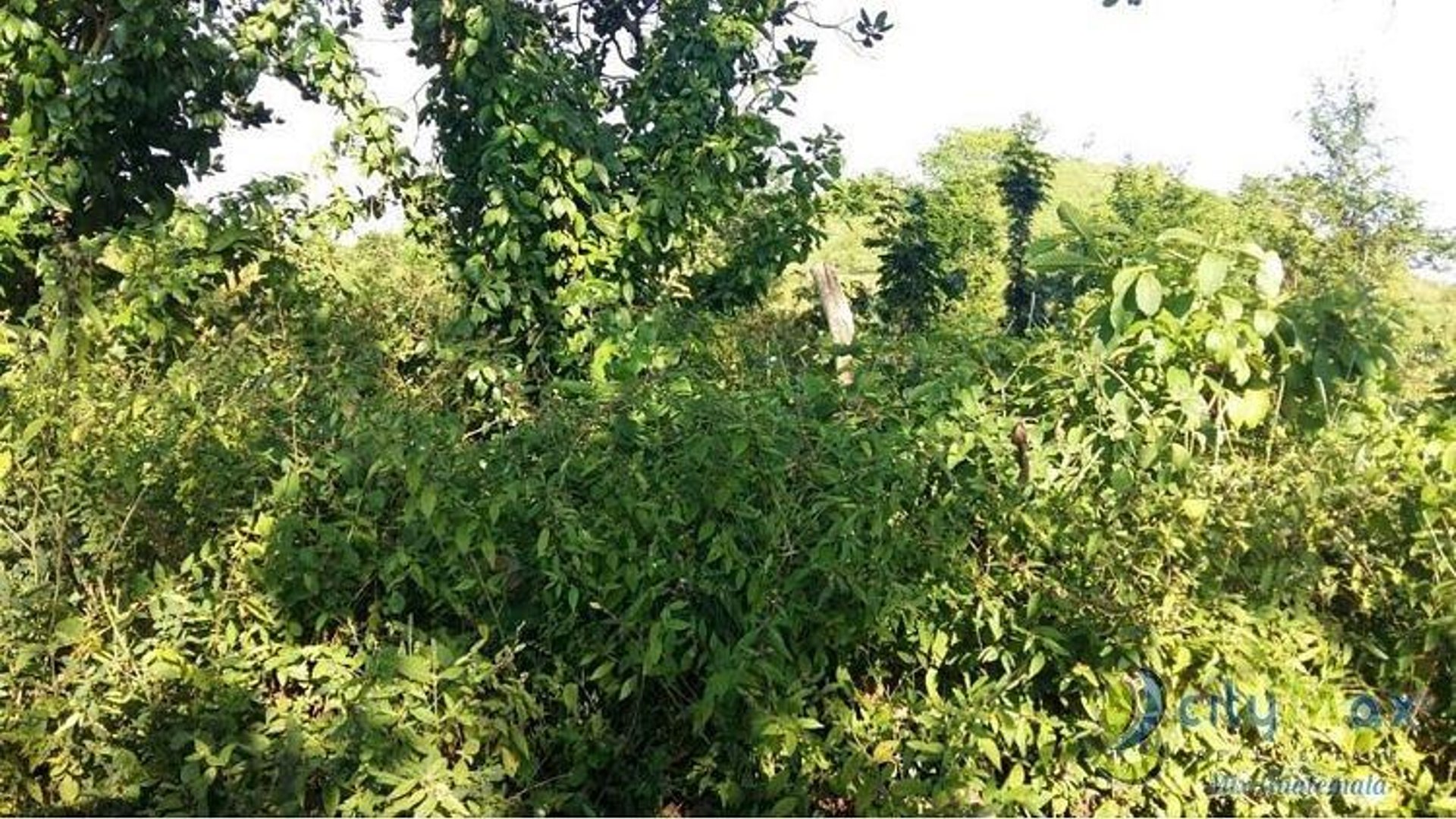 Terreno en Venta en San Andres Villa Seca Retalhuleu - Miniatura 3