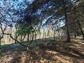 Terreno en Casa   Campo Carretera El Salvador en Venta - 4