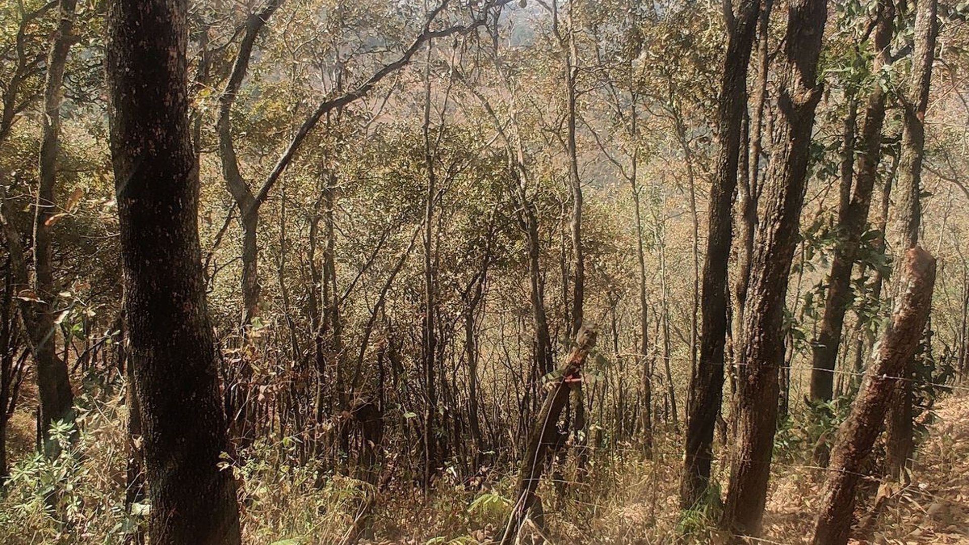 Vendo terreno,  Finca el Guayabo - Miniatura 5