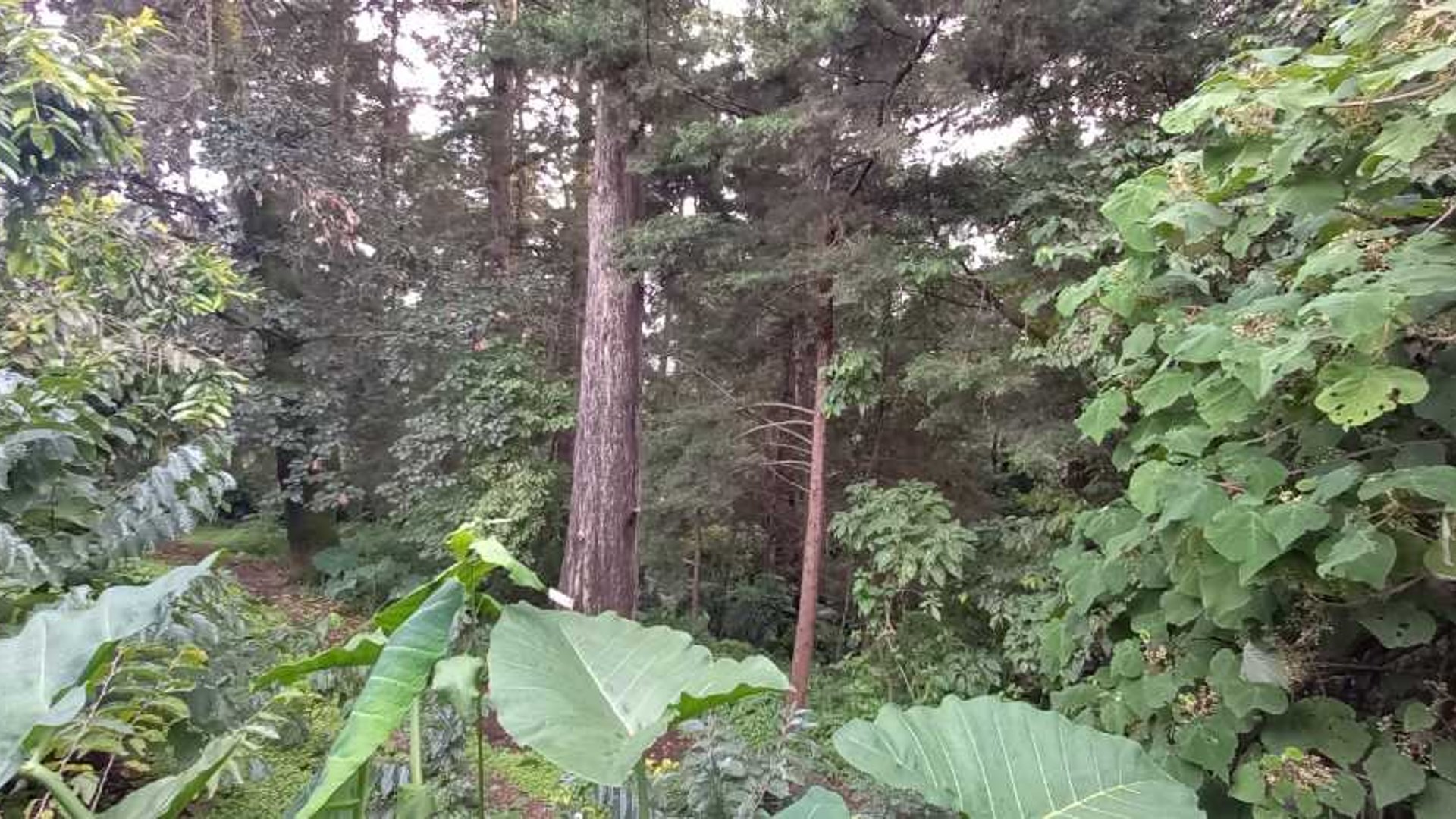 Terreno Rebajado en Santa Lucia Milpas Altas - Miniatura 2