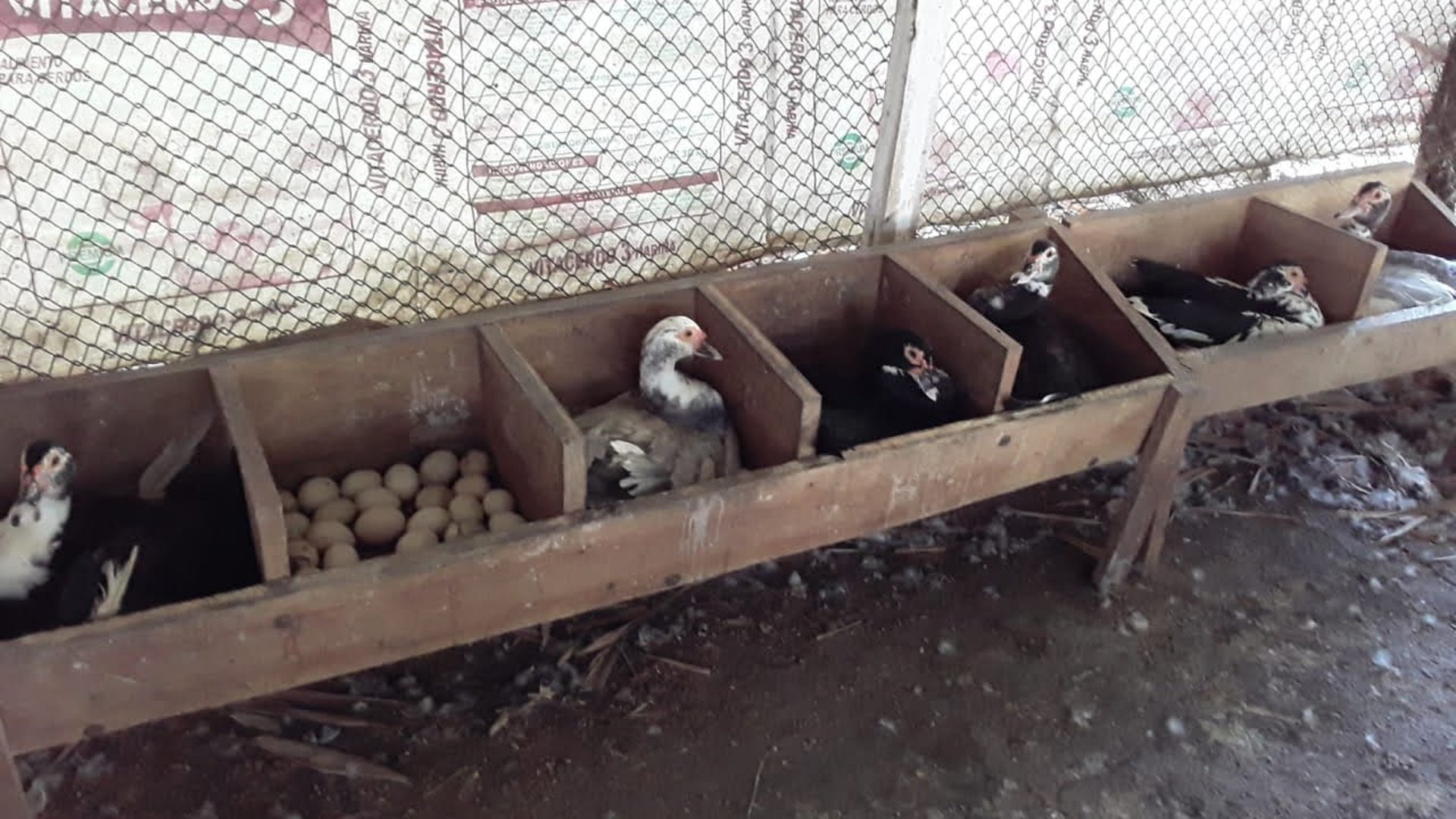 FINCA EN VENTA EN ALDEA EL SAUCE  - Miniatura 4