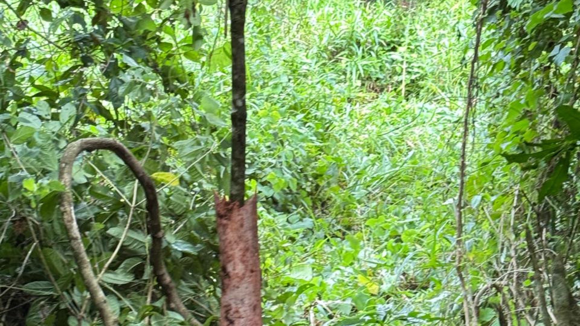 Terreno en venta en Puerto Barrios, Izabal | Residencial
