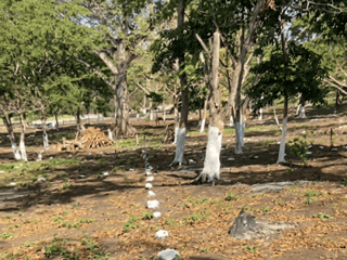 Terreno Residencial en Venta Cuilapa Santa Rosa - 3