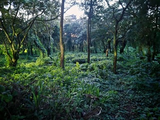Venta de Terreno Premier Campestre, Km 23 Carr. El Salvador (B) - 2
