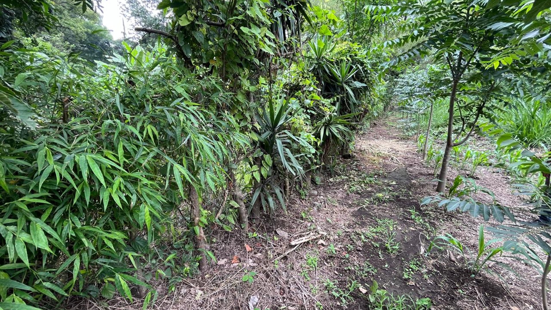 VENTA Terreno Los Sauces Km.37 Palín Escuintla - Miniatura 7