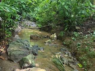 Finca con Producción de Teca en VENTA en Alta Verapaz - 2