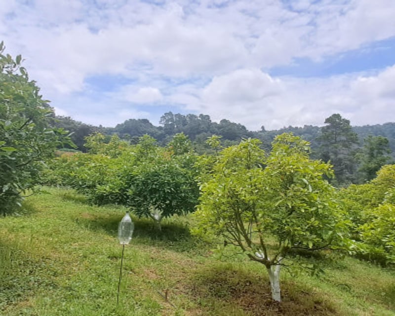 Terreno 1 manzana en venta en Santiago Sacatepequez