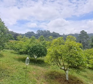 Terreno 1 manzana en venta en Santiago Sacatepequez