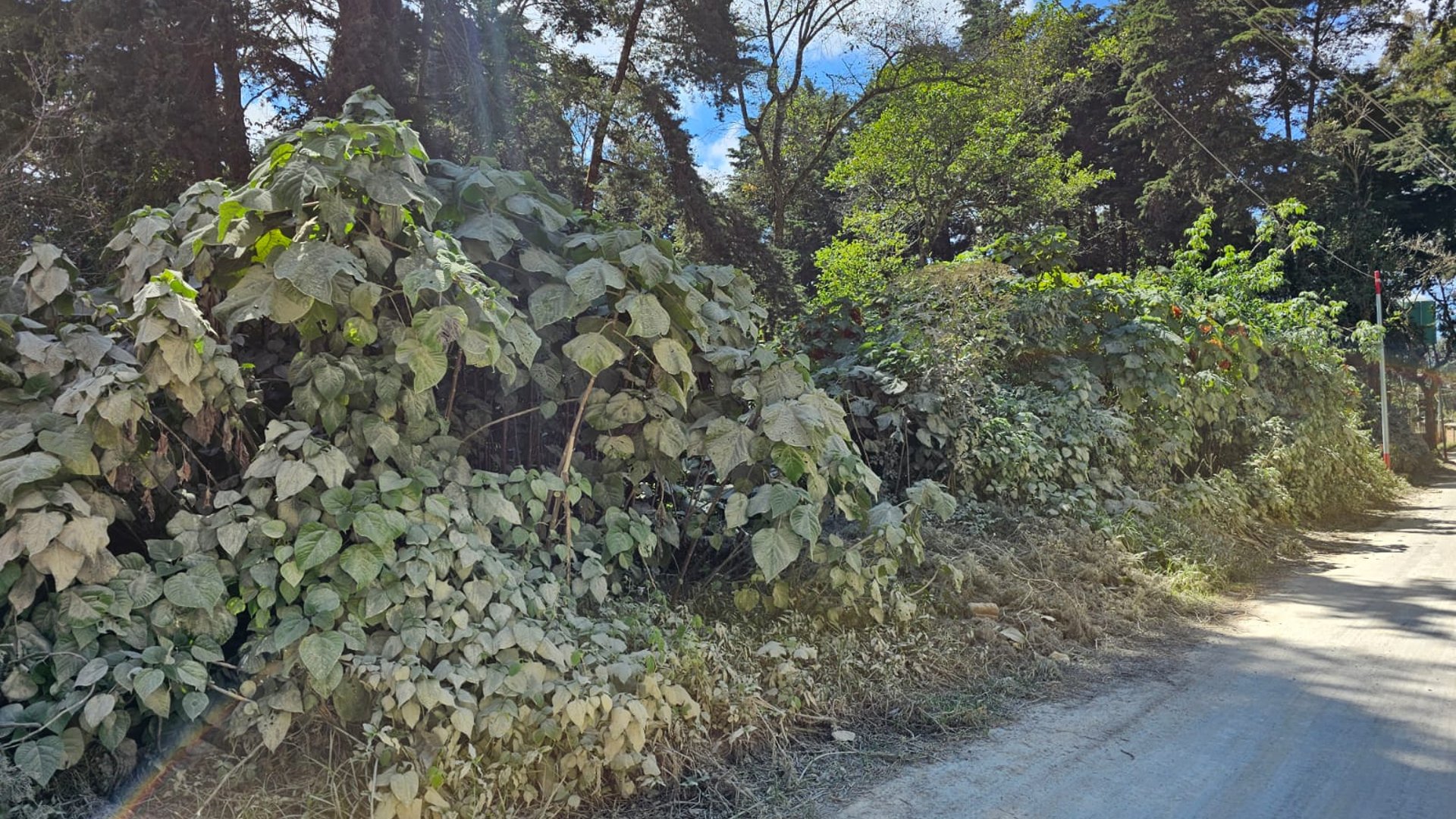 Terreno en Venta  en Santa Amelía Santiago Sacatepequez - Miniatura 5