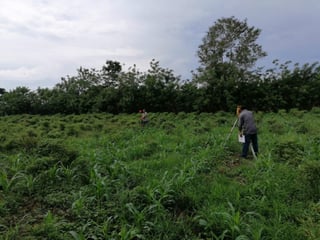 Terreno Agrícola en Venta Puerto San José Parcelamiento - 2