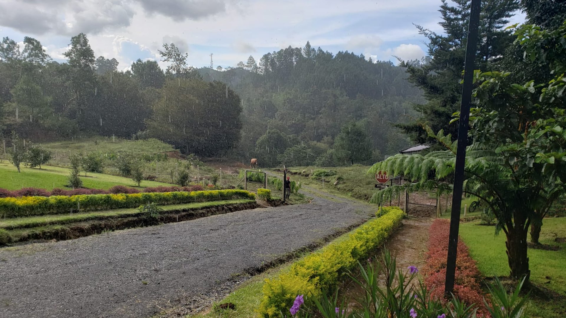 Finca comercial 26 manzanas en Venta en la Verapaces  - Miniatura 24