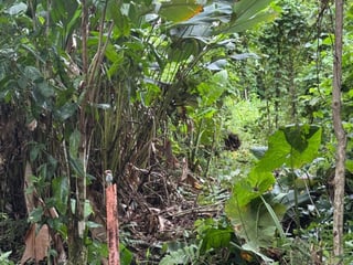 Terreno en venta en Puerto Barrios, Izabal | Residencial - 4