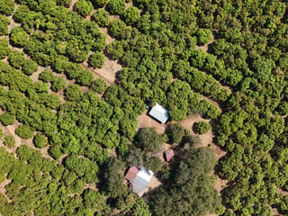 VENTA FINCA CON CULTIVO DE MANGO EN CHIQUIMULILLA - 4