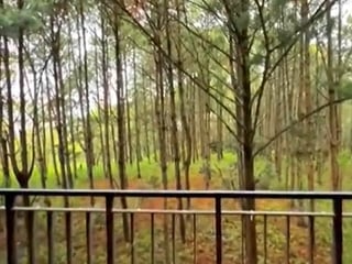 Spacious 3-Bedroom Apartment with Forest View in Zona 16, Guatemala City - $220K - 4