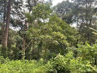 SANTA ROSALÍA / Terreno en venta - 2